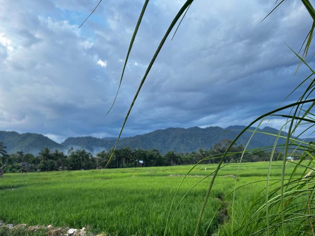 Rice paddies with Gunung Leuser National Park in the background